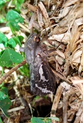 Abantiades argentata