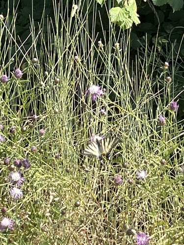 Scarce Swallowtail