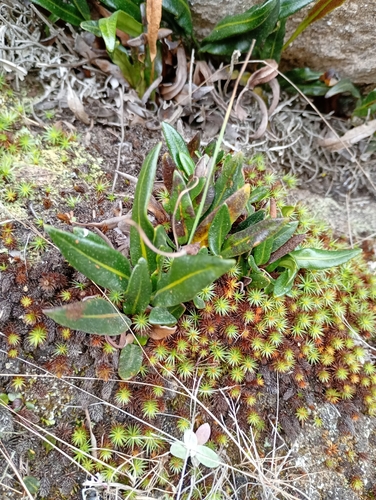 Elaphoglossum gayanum, 2026-06-15