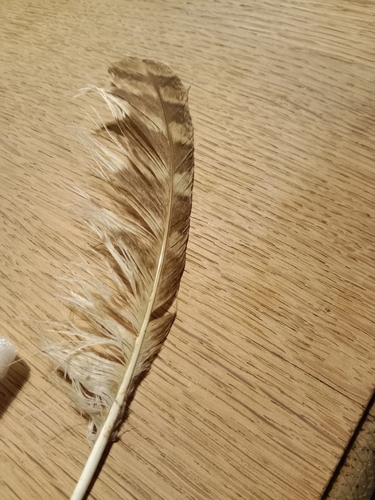 Plume de Chouette hulotte