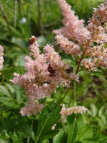 Common Red Soldier Beetle