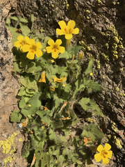 Erythranthe floribunda