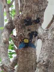 Xylocopa ruficornis