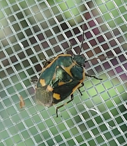 Cabbage Bug