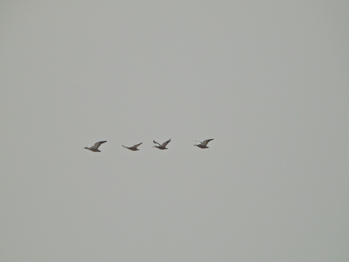 iNaturalist image
