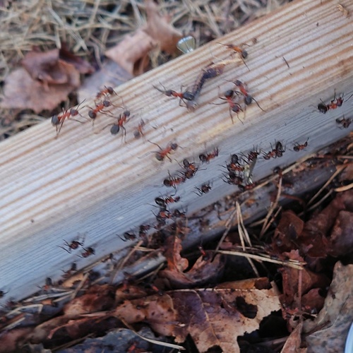 rufa-group Wood Ants