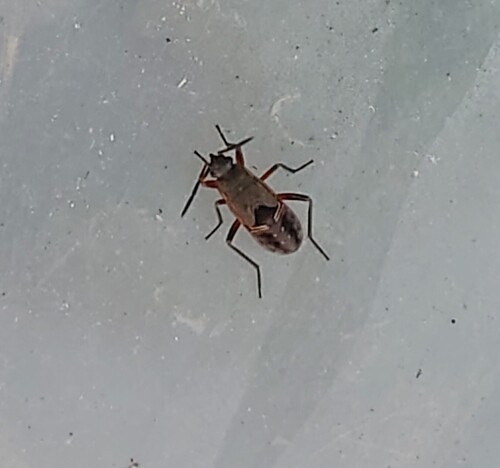 black-spotted groundbug