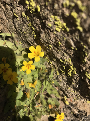 Erythranthe floribunda