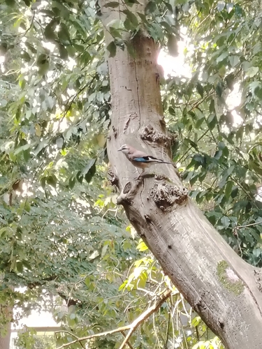Eurasian Jay