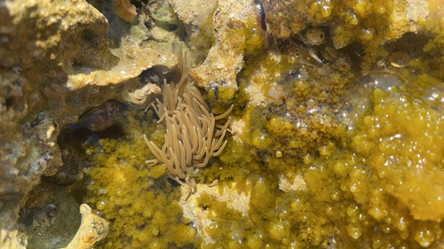 snakelocks anemone