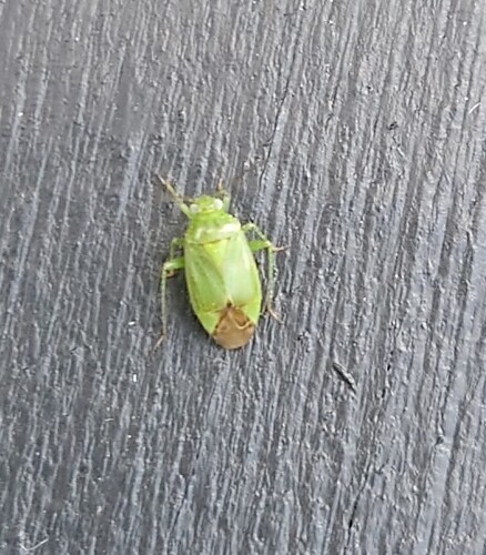 Apolygus