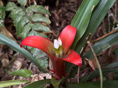 Nidularium longiflorum