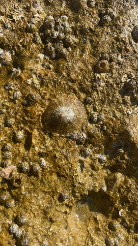 Mediterranean Limpet