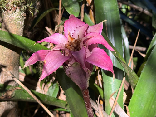 Wittrockia cyathiformis