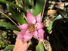Wittrockia cyathiformis, photograph topeuna, CC BY, iNaturalist via GBIF