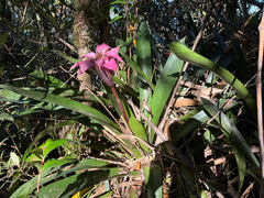 Wittrockia cyathiformis, photograph topeuna, CC BY, iNaturalist via GBIF