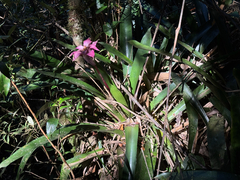 Wittrockia cyathiformis, photograph topeuna, CC BY, iNaturalist via GBIF