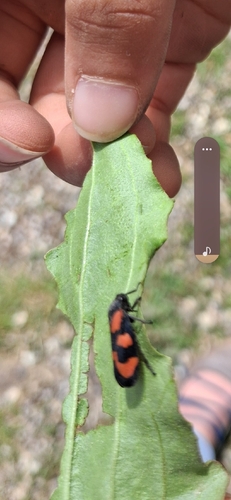 Common Froghopper