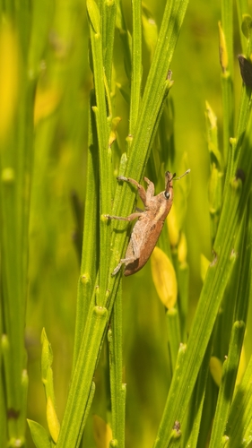 Lixus vilis