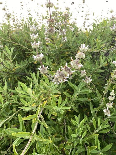 Salvia mellifera