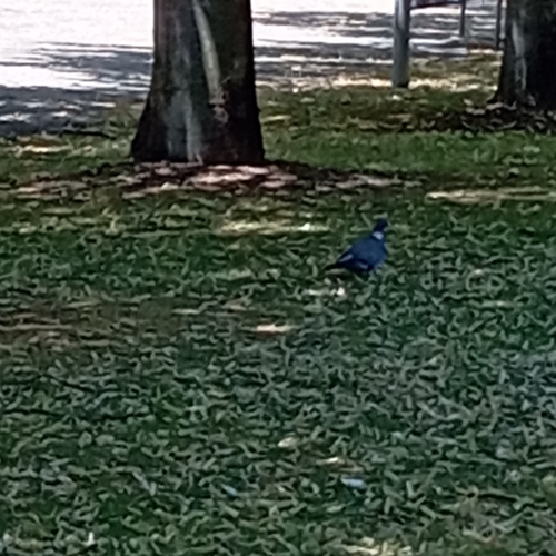 Common Wood-Pigeon