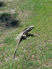 Cyclura nubila