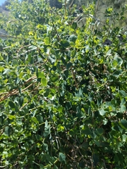 Lonicera interrupta