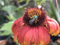 Gaillardia aestivalis