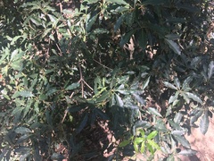 Pittosporum undulatum