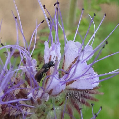 Masked Bees