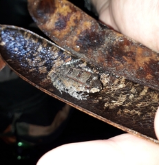 Leptodactylus knudseni