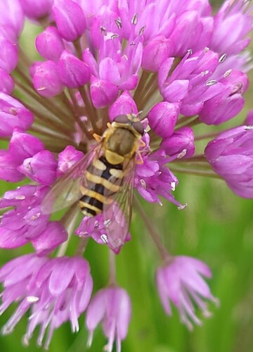 Common Flower Flies