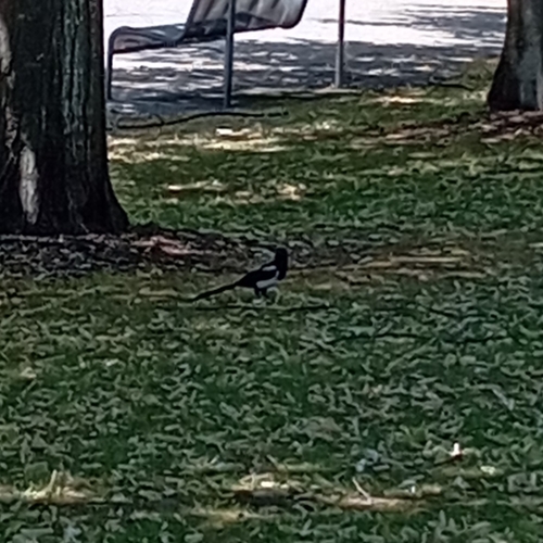 Iberian common magpie