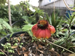 Gaillardia aestivalis