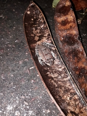 Leptodactylus knudseni