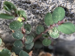 Euphorbia prostrata