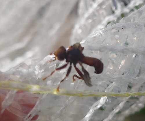 Ferruginous Bee-Grabber