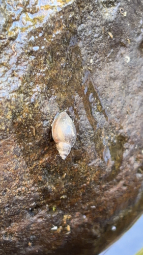 Acute Bladder Snail