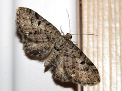 Eupithecia satyrata