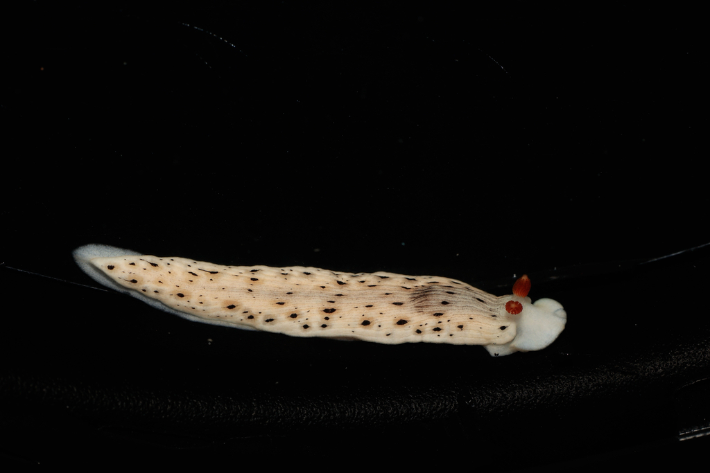 Dermatobranchus otome