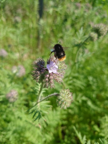 Red-tailed Bumble Bee