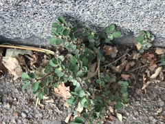 Euphorbia prostrata