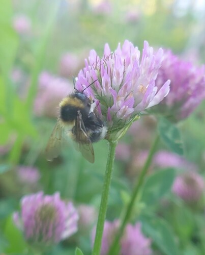 Garden Bumble Bee