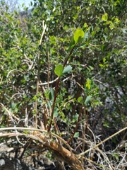 Lonicera interrupta