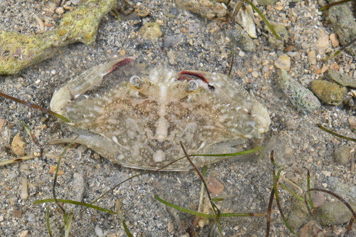 Asian Blue Swimming Crab