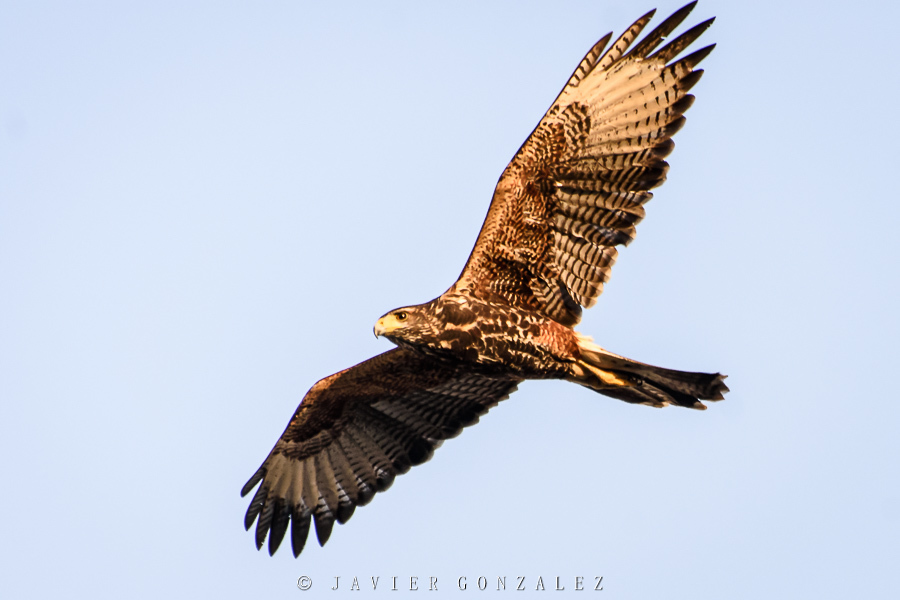Harris's Hawk