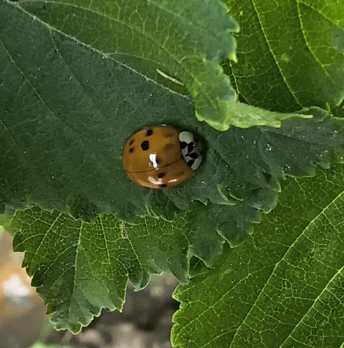 Asian Lady Beetle
