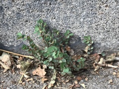 Euphorbia prostrata