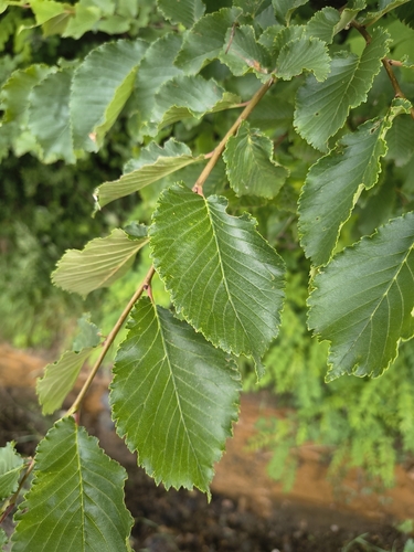 Field Elm