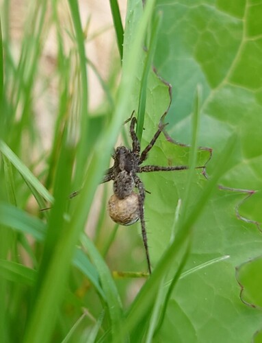 Thin-legged Wolf Spiders